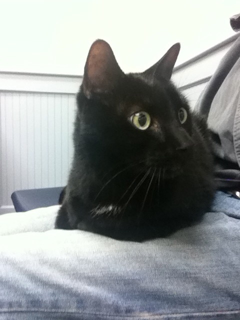 boo on lap at hospital